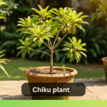 Chiku plant