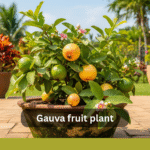 Gauva fruit plants