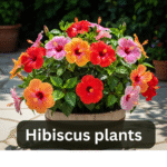 Hibiscus plants