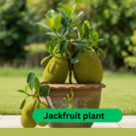 Jackfruit plant