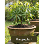 Mango plant