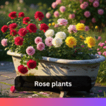Rose plants