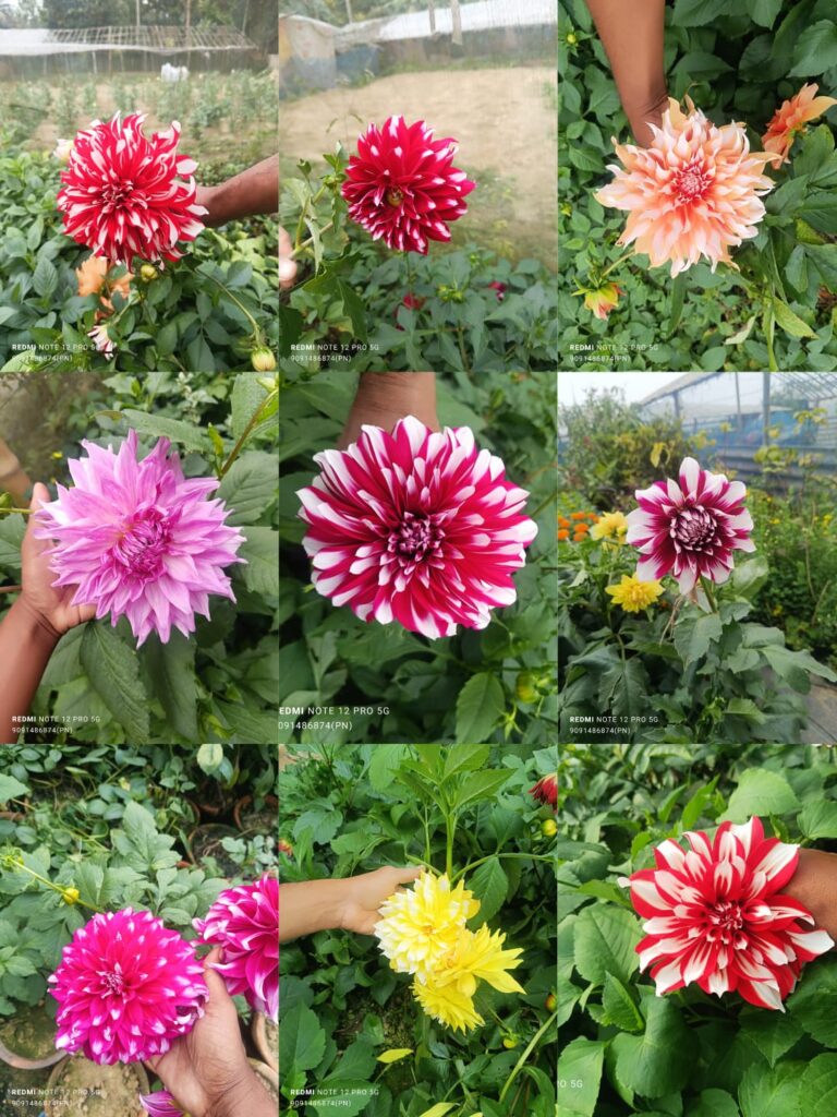 dahlia